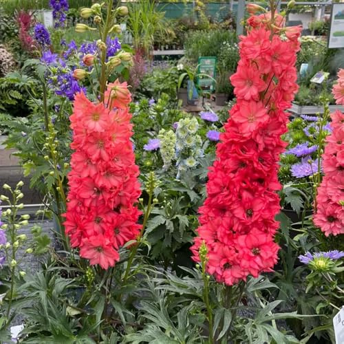 Semi di Delphinium, Semi resistenti alle di Larkspur resistenti all'inverno per balconi giardino 300pcs