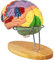 NURCIX 2X Life-Size Human Brain Model Anatomy & Display Stand Life Size Color-Coded Human Brain Anatomische Modell für den Unterricht Wissenschaft Klassenzimmer Studie