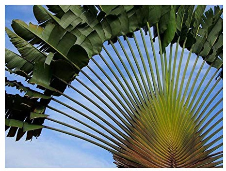 Ravenala Madagascariensis - Albero dei Viaggiatori - Palma Viaggiatori - 15 Semi