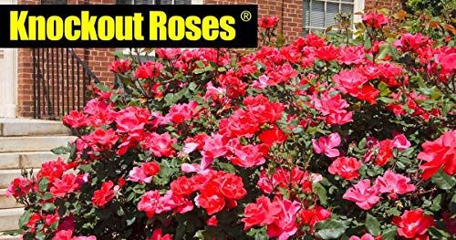 Petsdelite® Knock out Rose Arbusto (1 semilla, 1 galón Olla). Un Verdadero Golpe garantizado para añadir un Golpe Extra a tu jardín