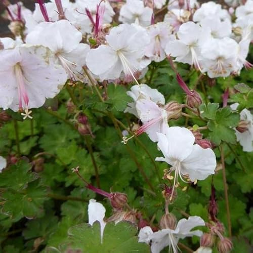 6x Géranium vivace 'Saint Ola' - Geranium cantabrigiense ‘St Ola’ - Godet 9x9cm