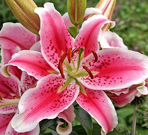 (10) Giant Flowering Stargazer Lily Bulbs