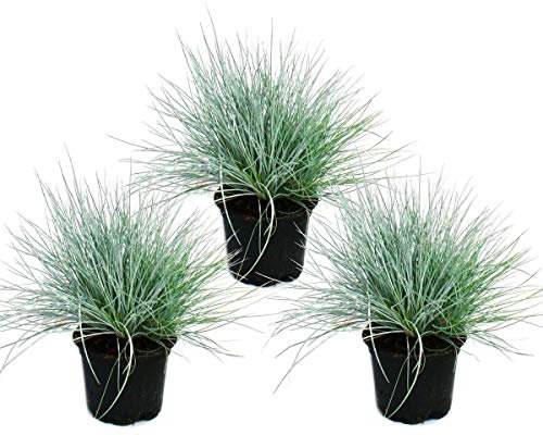 Herbe de fétuque bleue - Festuca glauca - set de 3 plantes - pot de 9cm