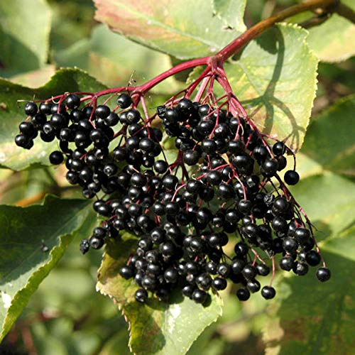 Schwarzer Holunder 40-60cm - Sambucus nigra - lebende Gartenpflanze aus den Baumschulen