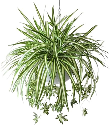 Gcroet 6Pcs Fake Spider Plant 24 Inch Artificial Spider Plant with 5 Flower Head Long Lasting Lifelike Silk Greenery for Indoor, Outdoor