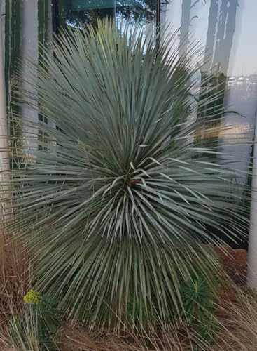 Yucca rostrata 'Sapphire Skies' ® / Yucca rostrata Bleu/Conteneur de 2 à 2.9 litres/Résistant au sec