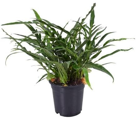 Schlangenhautfarn – Aglaomorpha coronans – Santa Rosa Farn – Zimmerpflanze – Ø17cm – 45cm hoch – pflegeleichte luftreinigende Pflanze