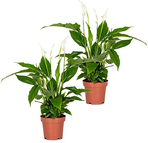 Bloomique - 2er Set - Spathiphyllum Torelli - Friedenslilie - Einblatt Zimmerpflanze - Zimmerpflanzen - Luftreinigend - Höhe 30-40 cm - Topf 12 cm
