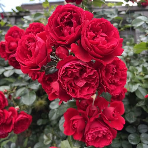 Semillas resistentes de rosal de jardín, decorativas trepadores raras 200pcs