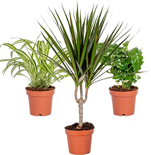 DECOALIVE Set de 3 Plantas de Interior Purificadoras del Aire: Chlorophytum (Planta Araña), Dracaena Marginata (Árbol Dragón) y Coffea Arabica (Planta del Café) Plantas Pet Friendly