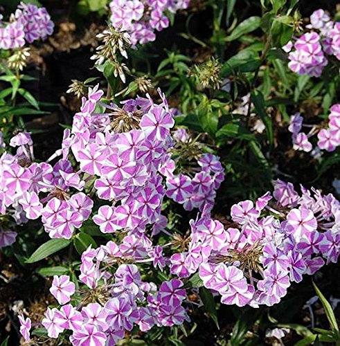 Wiesen Flammenblume Natasha - Phlox Maculata - Gartenpflanze