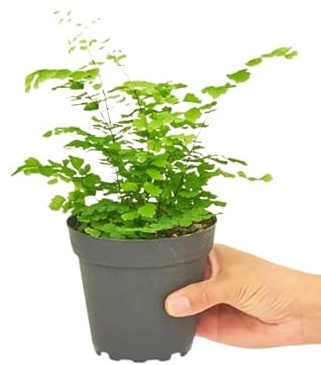 La Planta Ornamental de Adiantum Natural: una Pieza Natural que Enriquece Cualquier Ambiente