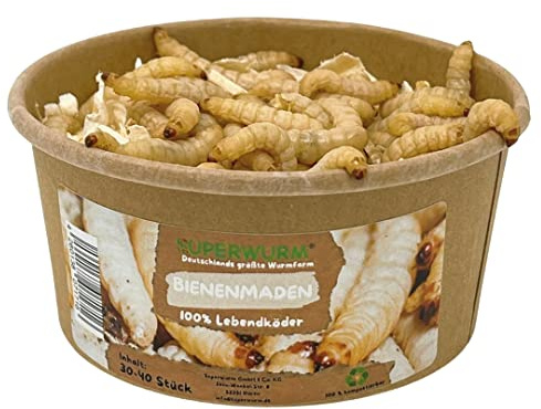 30-40 Stück Bienenmaden | 100% kompostierbare Köderdose - hoch aktive Angelköder - Lebendköder - Bienenmaden - Bienenwachsmaden