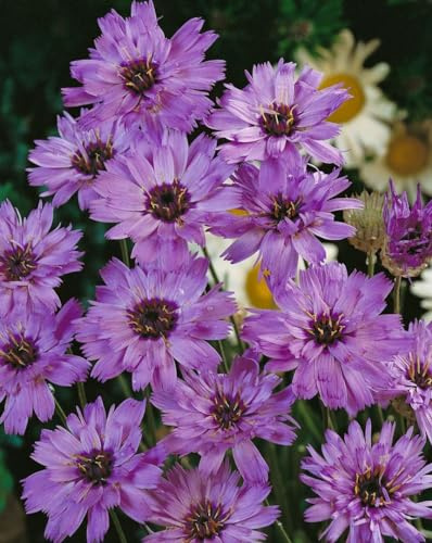 Catananche caerulea 9x9 cm Topf – Winterhart, Mehrjährig, Pflegeleicht – Blaue Rasselblume – Staude für Beet & Steingarten