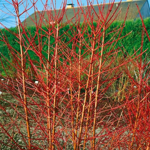 Cornus sanguinea 'Anny's Winter Orange' 40-60 cm – Winterhart, Mehrjährig, Pflegeleicht – Roter Hartriegel – Heckenpflanze für Garten & Sichtschutz