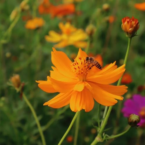 Semillas de cosmos, para lugares soleados, para exterior resistentes al invierno resistentes 300pcs