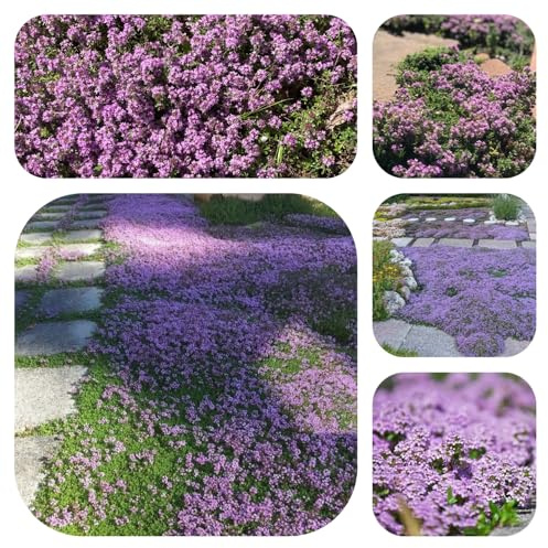 semi di timo strisciante, resistente da giardino, tappezzatura del terreno balcone 350pcs