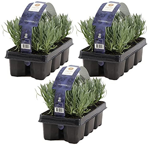 Bloomique - Lot de 18 - Lavandula Angustifolia - Plante de lavande - Plantes de jardin - Résistante au gel - 15-20 cm de haut - Motte 7 cm