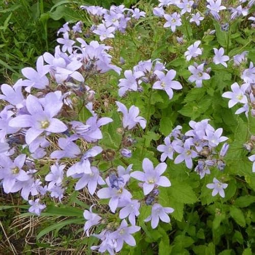 6x Campanule à fleurs laiteuses 'Variété Prichard's - Campanula lactiflora ‘Prichard’s Variety’ - Godet 9x9cm