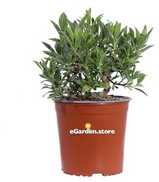 Pianta di Mioporo Myoporum Insulare pianta ornamentale da esterno fiore bianco cespuglio arbusto vero da giardino venduto da eGarden.store