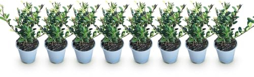 Arbusto Ilex Crenata con Porte Erecto, Jardín, Verde, Pack de 8
