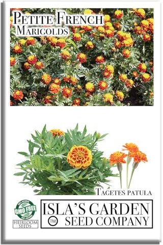 Petite French Marigold Seeds for Planting, 1000+ Non-GMO & Heirloom Seeds, Tagetes patula – Vibrant Yellow & Orange Blooms, Natural Garden Companion, by Isla’s Garden Seeds, Great Gift Idea