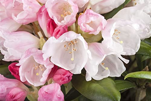 Rhododendron yakushimanum 'Mist Maiden' 30-40 cm – Winterhart, Immergrün, Pflegeleicht – Rhododendron – Zierstrauch für Garten & Kübel