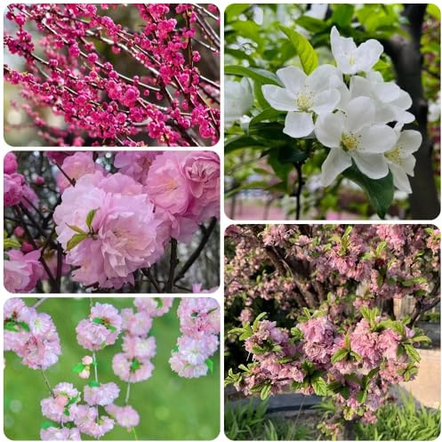 Mandelbäumchen Kaufen, blühende sträucher winterhart Prunus triloba, steingartenpflanzen winterhart garten geschenke für frauen balkonpflanzen pflanzensamen geschenke 18Samen