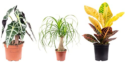 Uppsättning av 3 riktiga inomhusväxter, elefantfot, underbar buske, Alocasia – höjd ca 25–40 cm, kruka Ø 12–14 cm