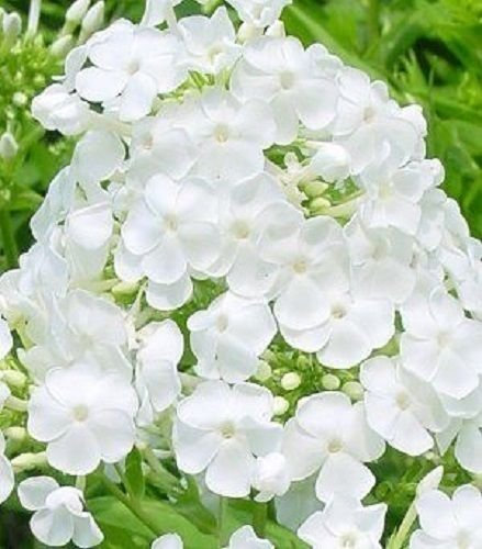 30+ BIANCO PHLOX/auto-semina ANNUALE/molto profumato:Graines