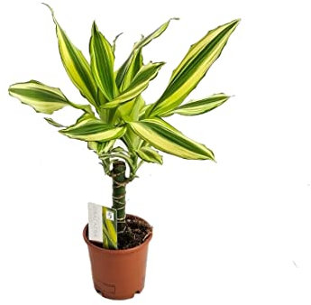 Dracaena Fragrans Variegata | DECOALIVE | Tronco del Brasil Verde y Amarillo | Planta de Interior