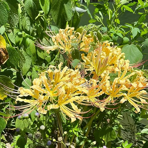 bulbos Lirio araña - Lycoris radiata de primavera silvestres de balcón Cobertura resistente jardín decoración jardín del 2pcs
