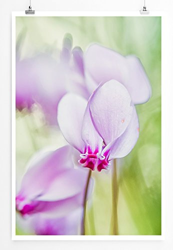 Eau Zone Home Bild - Naturbilder – Rosa Alpenveilchen- Poster Fotodruck in höchster Qualität