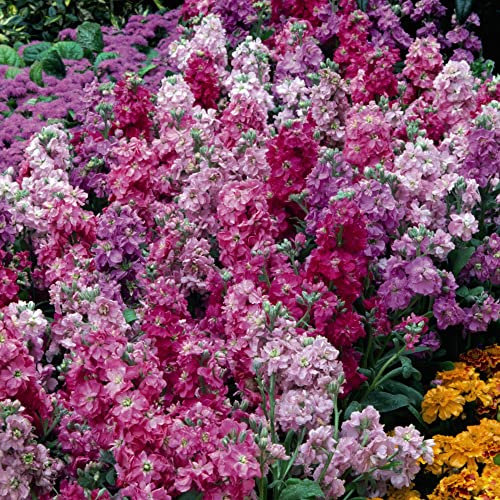Stocks Seeds 'Giant Perfection Mixed' Matthiola incana Gillyflower Scented Pink Purple Blooms Hardy Annual Easy to Grow Your Own Garden Flowers 1x Packet (Approx. 125 Seeds) by Thompson and Morgan