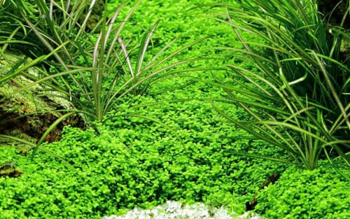 AquaOne Aquarium Pflanze In Vitro Micranthemum callitrichoides 'Cuba' Wasserpflanze 1-2-Grow. Aquariumpflanze Becher Labor-Aquarienpflanzen Dekoration Aquascaping