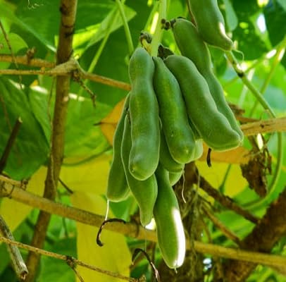 80 graines de légumes frais au poivre
