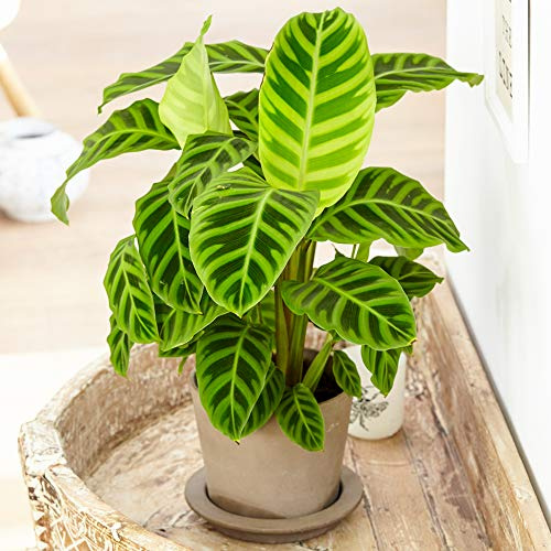 Immergrüne Calathea Zebrina | Zimmerpflanze mit Zebra-Muster | 30-40cm mit Topf