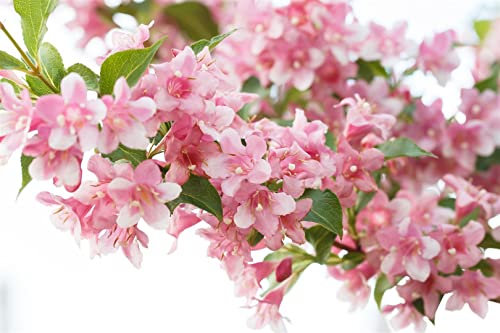 Weigela 'Rosea' 80–100 cm – Winterhart, Mehrjährig, Pflegeleicht – Weigelie – Heckenpflanze für Garten & Sichtschutz