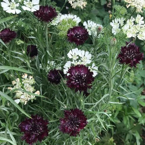 Semi di fiordaliso, seminare vecchie varietà Centaurea cyanus, rare esotici semi di vecchie varietà 250pcs