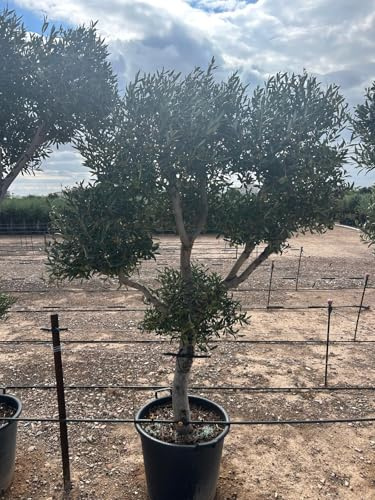 Sunny Tree - Olivenbaum Olea europaea Pompon – 20 Jahre alt, 220 cm hoch, winterhart, kugelförmig