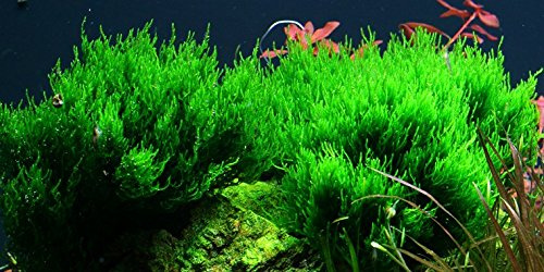 AquaOne Aquarium Pflanze In Vitro 3 Stück Moos Taxiphyllum 'Flame' | Wasserpflanze 1-2-Grow Aquariumpflanzen Set Moose Becher Labor-Aquarienpflanzen