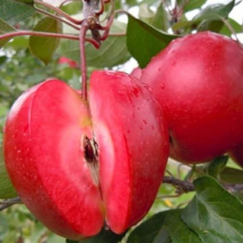 PIANTA MELO POLPA ROSSA FITOCELLA BALLOT, 140-150 CM