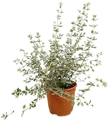 Teucrium Fruticans Natural Arbusto Mediterráneo de Fácil Mantenimiento para Exteriores