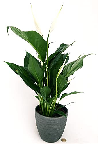 POWERS TO FLOWERS - SPATIFILLO MULTIFLORA IN VASO CERAMICA ANTRACITE A RIGHE, VASO 14cm, altezza 45/50cm, Pianta Vera