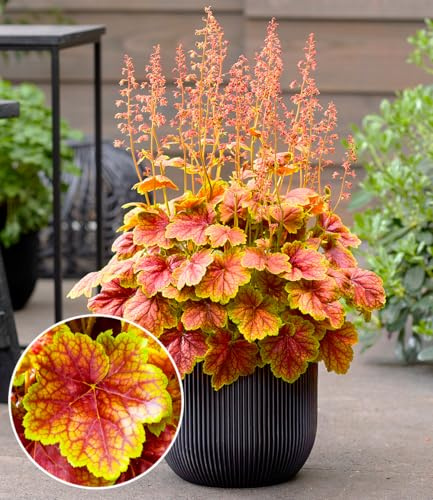 BALDUR Garten 1x Heuchera 'Eternal Flame', Pflanze im 9x9 cm-Topf | monatelanges Farbspektakel im Garten, für Beet und Kübel, pflegeleicht und robust, winterhart