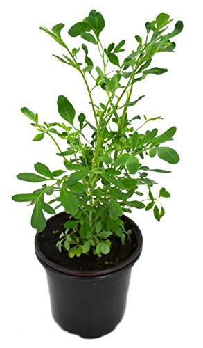 Ruda Planta Natural Pequeña En Maceta - Planta Decorativa y Ornamental