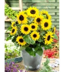 GIRASOLE NANO GIALLO POLDINO NR.50 SEMI