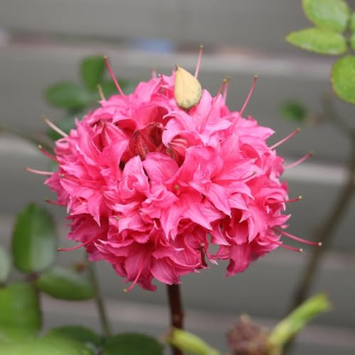 Semillas de rododendro y azalea semillas de arbustos en flor, resistentes decoraciones jardín para exteriores resistentes para jardines rocas arbustos 20pcs