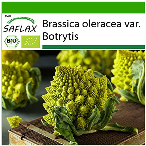 SAFLAX - BIO - Blumenkohl - Romanesco - 50 Samen - Mit keimfreiem Anzuchtsubstrat - Brassica oleracea
