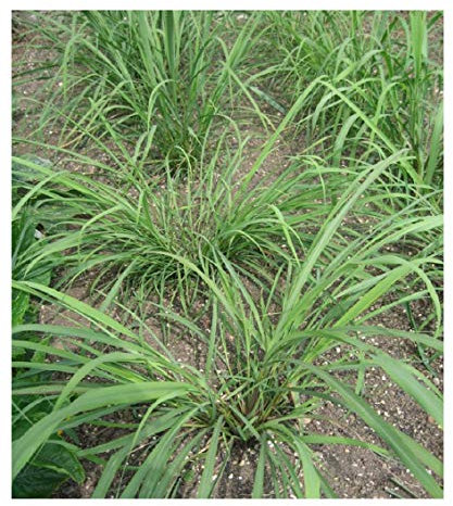 PREMIER SEEDS DIRECT HERB - Lemon Grass - East Indian - 0.40 GRAM ~ Approx 800 Finest Seeds